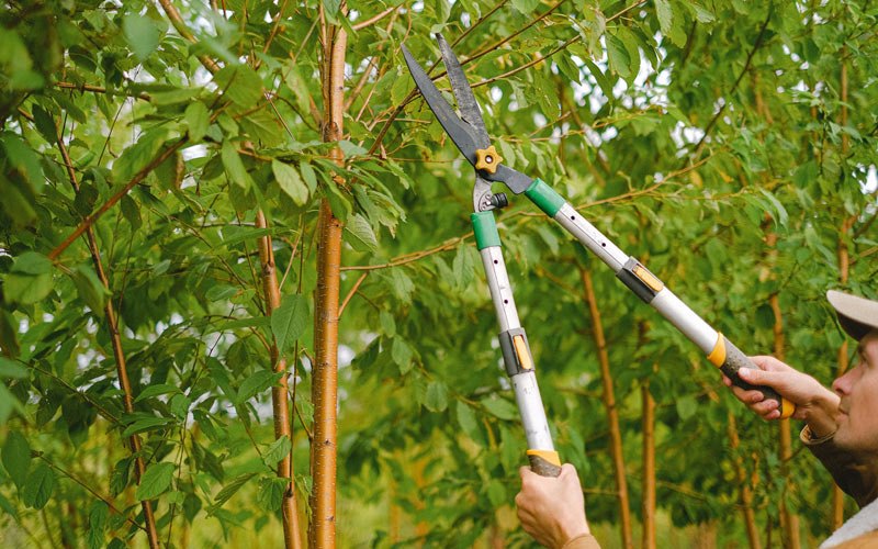 Tree trimming in Anselmo, NE